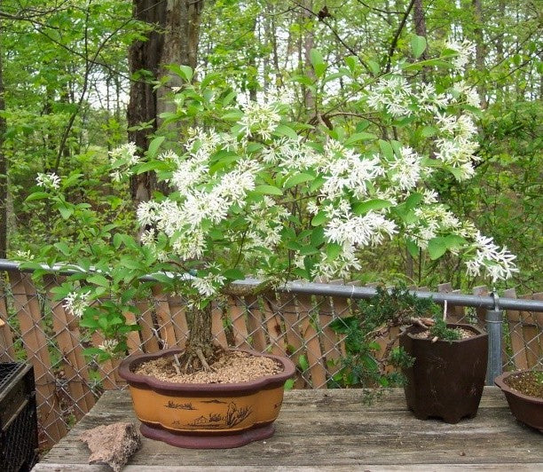 fringe tree bonsai Chionanthus Retusus 10 Seeds, Flowering Chinese Fringe Tree, Bonsai