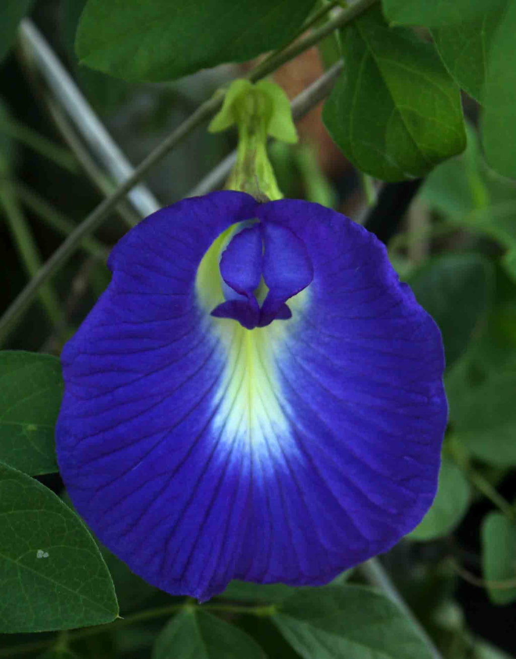 vulva flower seeds Clitoria Ternatea Blue Garden Vine 15 Seeds, Butterfly Pea, Asian Pige