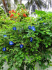 Clitoria Ternatea Blue Garden Vine 15 Seeds, Butterfly Pea, Asian Pigeonwings