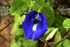 Clitoria Ternatea Blue Garden Vine 15 Seeds, Butterfly Pea, Asian Pigeonwings