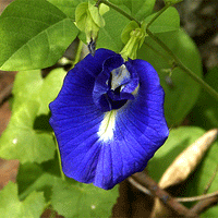 Clitoria Ternatea Blue Garden Vine 15 Seeds, Butterfly Pea, Asian Pigeonwings