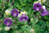 Cobaea Scandens Vine 10 Seeds, Cup & Saucer Climber, Cathedral Bells Garden Plant
