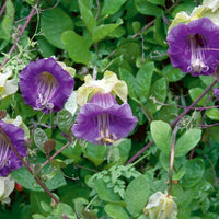 Cobaea Scandens Vine 10 Seeds, Cup & Saucer Climber, Cathedral Bells Garden Plant