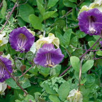 cup and saucer plant seeds Cobaea Scandens Vine 10 Seeds, Cup & Saucer Climber, Cathedral Bells G