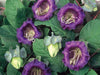 Cobaea Scandens Vine 10 Seeds, Cup & Saucer Climber, Cathedral Bells Garden Plant