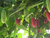 Coccinia Grandis 20 Seeds, Ivy Scarlet Edible Gourd, Tindora, Kowai Fruit Vine