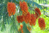 Colvillea Racemosa Tree 8 Seeds, Rich Orange Colville's Glory Madagascar