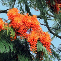 Colvillea Racemosa Tree 8 Seeds, Rich Orange Colville's Glory Madagascar