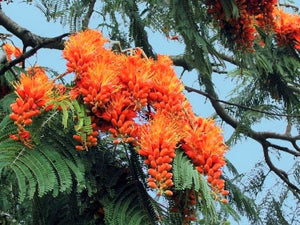 Colvillea Racemosa Tree 8 Seeds, Rich Orange Colville's Glory Madagascar