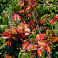 Combretum Microphyllum 5 Seeds, Flame Creeper Shrub, Burning Garden Bush