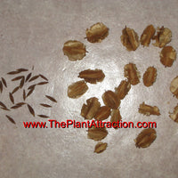 Combretum Microphyllum 5 Seeds, Flame Creeper Shrub, Burning Garden Bush