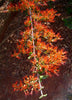 Combretum Microphyllum 5 Seeds, Flame Creeper Shrub, Burning Garden Bush