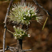 Combretum Mossambicense 5 Seeds, Frost Hardy Shrub Small Tree, Knobbly Creeper, Great Bush For Smaller Yards!