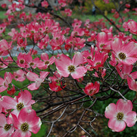 Cornus Florida Rubra Tree 10 Seeds, Pink Flowering Hardy Native Dogwood