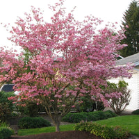 Cornus Florida Rubra Tree 10 Seeds, Pink Flowering Hardy Native Dogwood