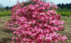 Cornus Florida Rubra Tree 10 Seeds, Pink Flowering Hardy Native Dogwood