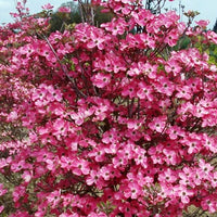 Cornus Florida Rubra Tree 10 Seeds, Pink Flowering Hardy Native Dogwood