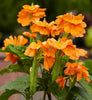 Crossandra Infundibuliformis 10 Seeds, Orange Marmalade Firecracker Flower
