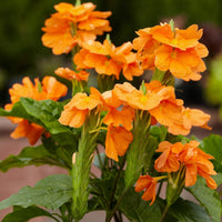 Crossandra Infundibuliformis 10 Seeds, Orange Marmalade Firecracker Flower