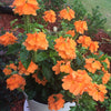 Crossandra Infundibuliformis 10 Seeds, Orange Marmalade Firecracker Flower