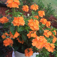 Crossandra Infundibuliformis 10 Seeds, Orange Marmalade Firecracker Flower