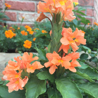 Crossandra Infundibuliformis 10 Seeds, Orange Marmalade Firecracker Flower