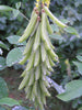 Crotalaria Pallida 50/500 Seeds, Smooth Rattlebox, Rattlepod Perennial Garden Herb, Wildflowers