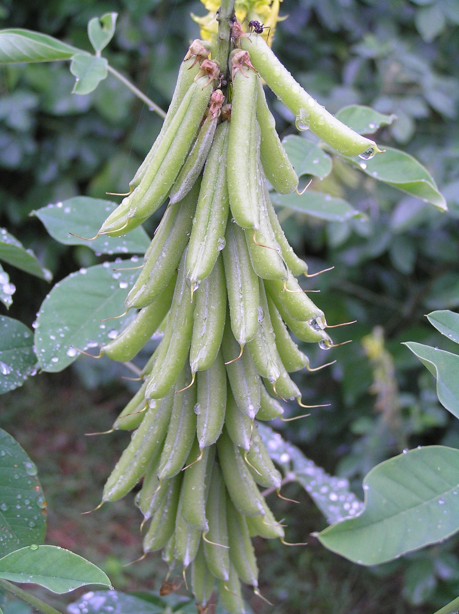Crotalaria Pallida 50/500 Seeds, Smooth Rattlebox, Rattlepod Perennial ...