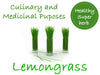 Cymbopogon Flexuosus 100+ Seeds, Edible Lemongrass East Indian Lemon Grass