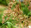 Cymbopogon Flexuosus 100+ Seeds, Edible Lemongrass East Indian Lemon Grass
