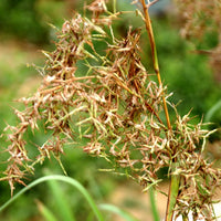 Cymbopogon Flexuosus 100+ Seeds, Edible Lemongrass East Indian Lemon Grass