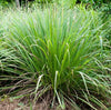 Cymbopogon Flexuosus 100+ Seeds, Edible Lemongrass East Indian Lemon Grass