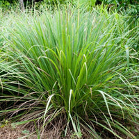 Cymbopogon Flexuosus 100+ Seeds, Edible Lemongrass East Indian Lemon Grass