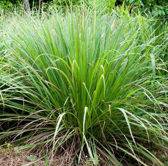 Cymbopogon Flexuosus 100+ Seeds, Edible Lemongrass East Indian Lemon Grass