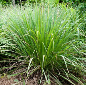 Cymbopogon Flexuosus 100+ Seeds, Edible Lemongrass East Indian Lemon Grass