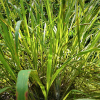 Cymbopogon Flexuosus 100+ Seeds, Edible Lemongrass East Indian Lemon Grass