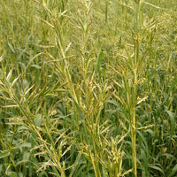 Cymbopogon Martinii 100+ Seeds, Fragrant Palmarosa Ginger Grass