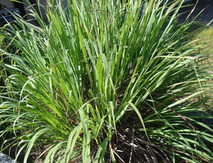 Cymbopogon Martinii 100+ Seeds, Fragrant Palmarosa Ginger Grass