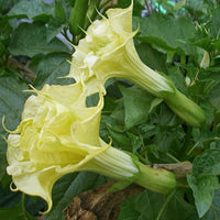 Datura Suaveolens Double Golden Queen 10 Seeds, Devil's Trumpet, Jimsonweed