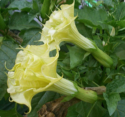Datura Suaveolens Double Golden Queen 10 Seeds, Devil's Trumpet, Jimsonweed