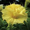 Datura Suaveolens Double Golden Queen 10 Seeds, Devil's Trumpet, Jimsonweed