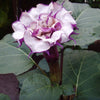 Datura Double Metel Purple 10 seeds, Devil's Trumpet, Horn of Plenty Jimson Weed