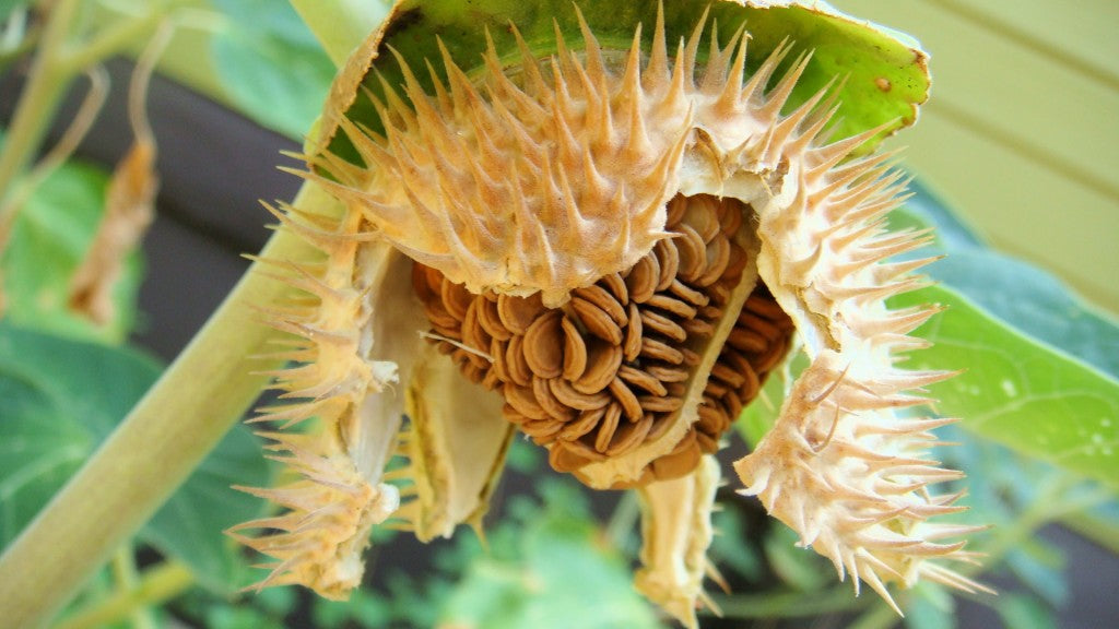 plant datura seeds Datura Double Metel Purple 10 seeds, Devil's Trumpet, Horn of Plenty J