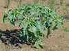 Datura Stramonium 10 Seeds, Fragrant Jimson weed or Devil's Snare Plant