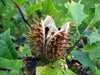 Datura Stramonium 10 Seeds, Fragrant Jimson weed or Devil's Snare Plant