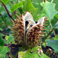 Datura Stramonium 10 Seeds, Fragrant Jimson weed or Devil's Snare Plant