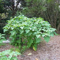 Datura Stramonium 10 Seeds, Fragrant Jimson weed or Devil's Snare Plant