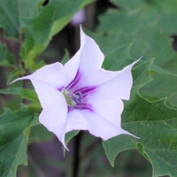 Datura Stramonium 10 Seeds, Fragrant Jimson weed or Devil's Snare Plant