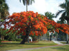 Delonix Regia Tree 10/25/75/200 Seeds, Red Royal Flowering Poinciana