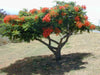 Delonix Regia Tree 10/25/75/200 Seeds, Red Royal Flowering Poinciana